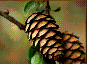 pinecone1